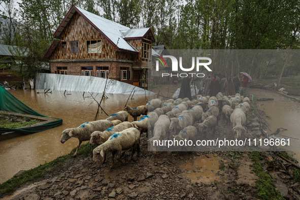 Kashmiri men are moving with a flock of sheep to safer places after flash floods damaged residential properties on the outskirts of Sopore,...