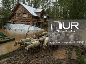 Kashmiri men are moving with a flock of sheep to safer places after flash floods damaged residential properties on the outskirts of Sopore,...