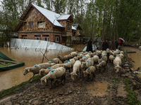 Kashmiri men are moving with a flock of sheep to safer places after flash floods damaged residential properties on the outskirts of Sopore,...