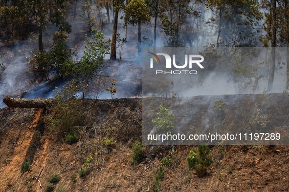 A forest fire is billowing smoke in a local community forest in Lalitpur, Central Nepal, on April 30, 2024. 