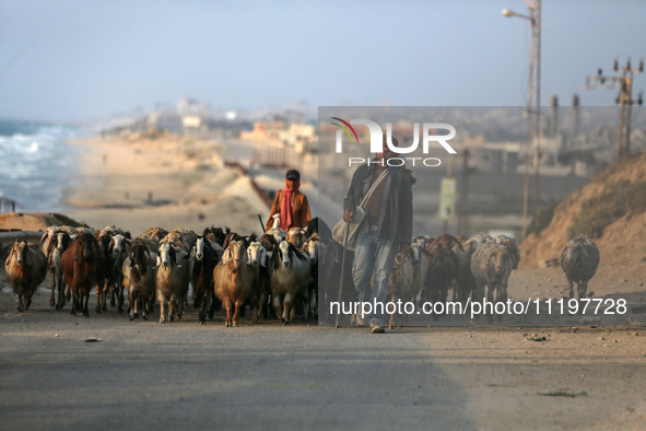 A shepherd is herding sheep along the coastal Rashid road in the Nuseirat refugee camp in the central Gaza Strip on April 30, 2024, amid the...