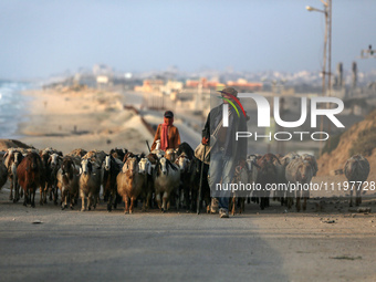 A shepherd is herding sheep along the coastal Rashid road in the Nuseirat refugee camp in the central Gaza Strip on April 30, 2024, amid the...