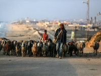 A shepherd is herding sheep along the coastal Rashid road in the Nuseirat refugee camp in the central Gaza Strip on April 30, 2024, amid the...