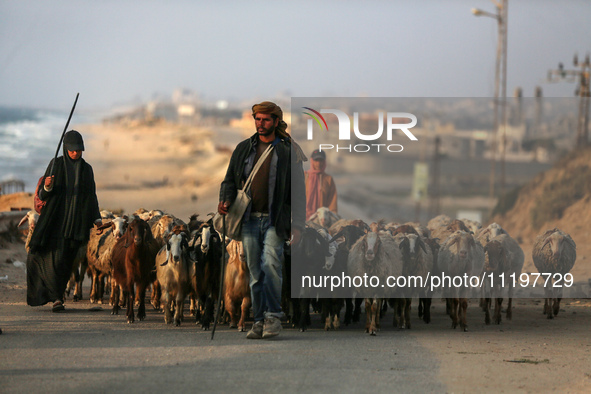 A shepherd is herding sheep along the coastal Rashid road in the Nuseirat refugee camp in the central Gaza Strip on April 30, 2024, amid the...