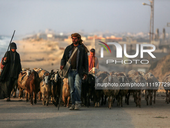 A shepherd is herding sheep along the coastal Rashid road in the Nuseirat refugee camp in the central Gaza Strip on April 30, 2024, amid the...