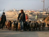 A shepherd is herding sheep along the coastal Rashid road in the Nuseirat refugee camp in the central Gaza Strip on April 30, 2024, amid the...