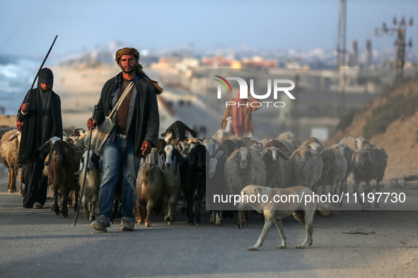 A shepherd is herding sheep along the coastal Rashid road in the Nuseirat refugee camp in the central Gaza Strip on April 30, 2024, amid the...