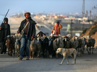 A shepherd is herding sheep along the coastal Rashid road in the Nuseirat refugee camp in the central Gaza Strip on April 30, 2024, amid the...