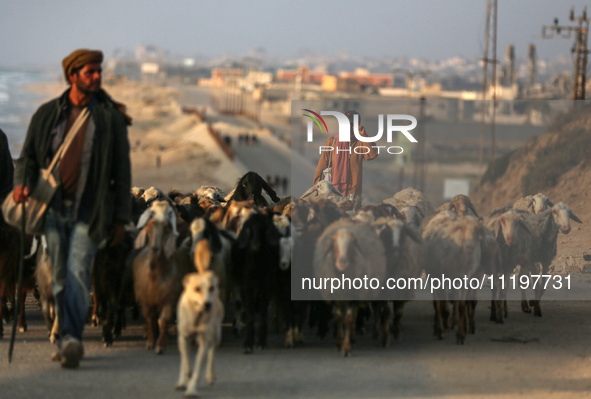 A shepherd is herding sheep along the coastal Rashid road in the Nuseirat refugee camp in the central Gaza Strip on April 30, 2024, amid the...