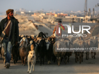 A shepherd is herding sheep along the coastal Rashid road in the Nuseirat refugee camp in the central Gaza Strip on April 30, 2024, amid the...