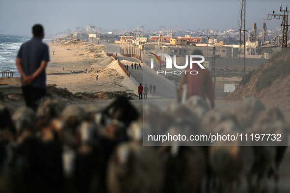 A shepherd is herding sheep along the coastal Rashid road in the Nuseirat refugee camp in the central Gaza Strip on April 30, 2024, amid the...