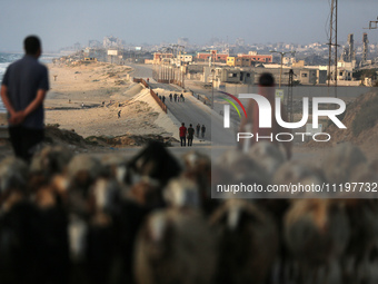 A shepherd is herding sheep along the coastal Rashid road in the Nuseirat refugee camp in the central Gaza Strip on April 30, 2024, amid the...