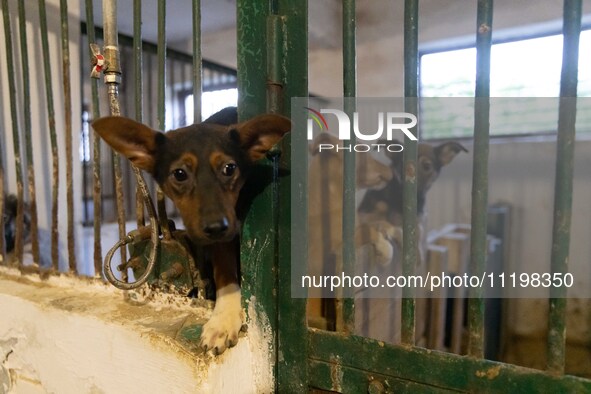 An animal shelter was damaged as a result of air strikes as Russian forces struck the central part of Kharkiv with bombs, on April 29, 2024....