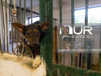 An animal shelter was damaged as a result of air strikes as Russian forces struck the central part of Kharkiv with bombs, on April 29, 2024....