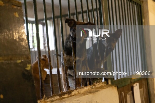 An animal shelter was damaged as a result of air strikes as Russian forces struck the central part of Kharkiv with bombs, on April 29, 2024....