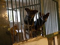 An animal shelter was damaged as a result of air strikes as Russian forces struck the central part of Kharkiv with bombs, on April 29, 2024....