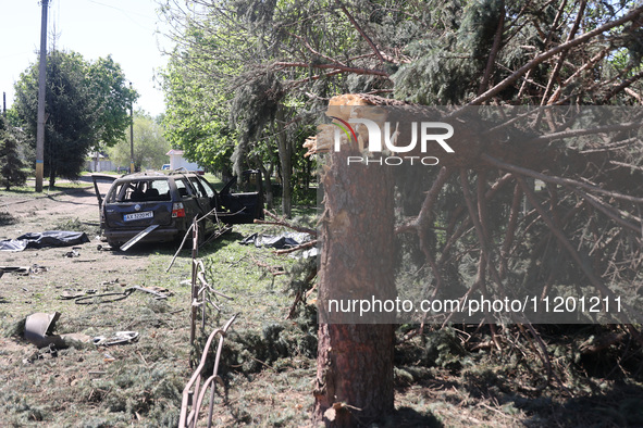 A broken pine tree is being pictured after a Russian strike in Zolochiv, Ukraine, on May 1, 2024, with guided bombs. NO USE RUSSIA. NO USE B...