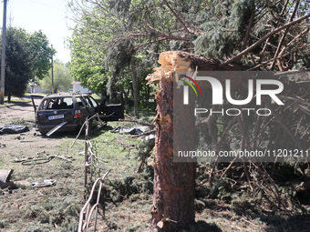 A broken pine tree is being pictured after a Russian strike in Zolochiv, Ukraine, on May 1, 2024, with guided bombs. NO USE RUSSIA. NO USE B...