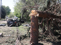 A broken pine tree is being pictured after a Russian strike in Zolochiv, Ukraine, on May 1, 2024, with guided bombs. NO USE RUSSIA. NO USE B...