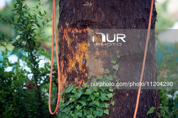 A painted mark indicates that a London plane tree is set to be cut down in a small neighborhood in Toulouse, France, on May 2, 2024. Residen...