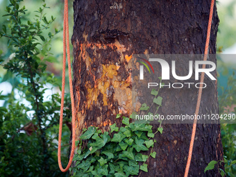 A painted mark indicates that a London plane tree is set to be cut down in a small neighborhood in Toulouse, France, on May 2, 2024. Residen...