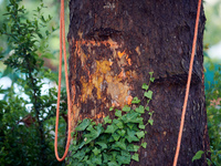 A painted mark indicates that a London plane tree is set to be cut down in a small neighborhood in Toulouse, France, on May 2, 2024. Residen...