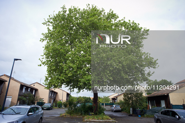 Residents of a small neighborhood in Toulouse are calling on the NGO GNSA (National Group of Trees Observation) to help protect an at least...