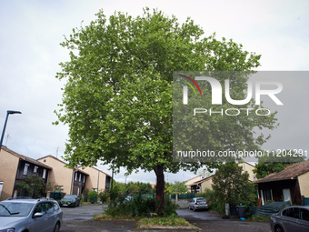 Residents of a small neighborhood in Toulouse are calling on the NGO GNSA (National Group of Trees Observation) to help protect an at least...