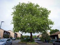 Residents of a small neighborhood in Toulouse are calling on the NGO GNSA (National Group of Trees Observation) to help protect an at least...