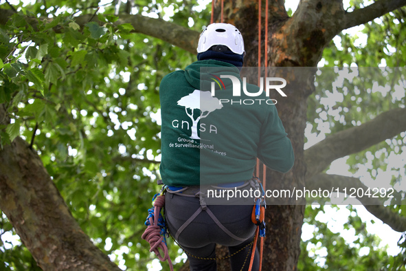 Vincent is climbing a tree wearing a vest with the logo of the NGO GNSA in Toulouse, France, on May 2, 2024. Residents of a small neighborho...