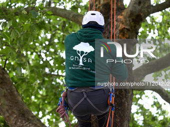 Vincent is climbing a tree wearing a vest with the logo of the NGO GNSA in Toulouse, France, on May 2, 2024. Residents of a small neighborho...