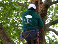 Vincent is climbing a tree wearing a vest with the logo of the NGO GNSA in Toulouse, France, on May 2, 2024. Residents of a small neighborho...