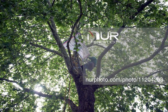 Vincent is placing a banner in the London plane tree in a small neighborhood in Toulouse, France, on May 2, 2024. The residents have sought...