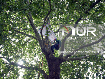 Vincent is placing a banner in the London plane tree in a small neighborhood in Toulouse, France, on May 2, 2024. The residents have sought...