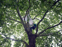 Vincent is placing a banner in the London plane tree in a small neighborhood in Toulouse, France, on May 2, 2024. The residents have sought...