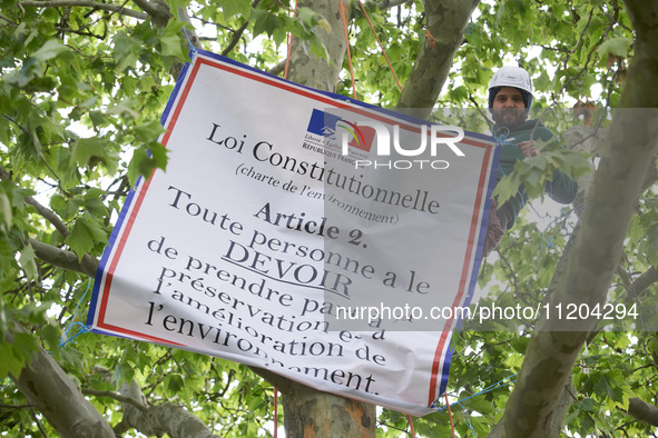 Vincent is placing a banner in the London plane tree in Toulouse, France, on May 2, 2024. The banner proclaims the constitutional law: ''Eve...