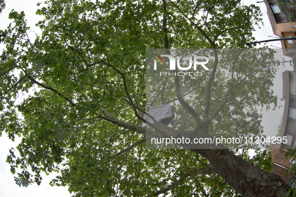 Vincent is placing a banner on the London plane tree in a small neighborhood in Toulouse, France, on May 2, 2024. The residents have sought...