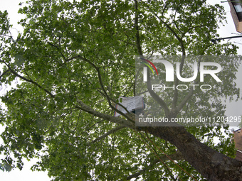 Vincent is placing a banner on the London plane tree in a small neighborhood in Toulouse, France, on May 2, 2024. The residents have sought...