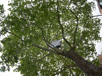 Vincent is placing a banner on the London plane tree in a small neighborhood in Toulouse, France, on May 2, 2024. The residents have sought...