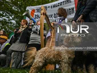 DUBLIN, IRELAND - MAY 2:
Pro-Palestinian activists and Irish musicians stand in solidarity outside RTE's studios, urging Ireland's national...