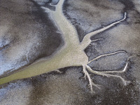 A ''tidal tree'' is snaking like a swimming dragon above the tidal flat at the Yellow Sea wetland in the Dafeng district of Yancheng City, J...