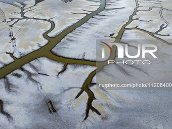 A ''tidal tree'' is snaking like a swimming dragon above the tidal flat at the Yellow Sea wetland in the Dafeng district of Yancheng City, J...