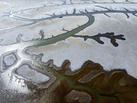 A ''tidal tree'' is snaking like a swimming dragon above the tidal flat at the Yellow Sea wetland in the Dafeng district of Yancheng City, J...