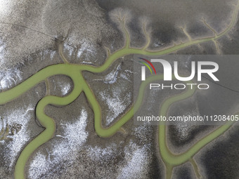 A ''tidal tree'' is snaking like a swimming dragon above the tidal flat at the Yellow Sea wetland in the Dafeng district of Yancheng City, J...