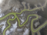 A ''tidal tree'' is snaking like a swimming dragon above the tidal flat at the Yellow Sea wetland in the Dafeng district of Yancheng City, J...