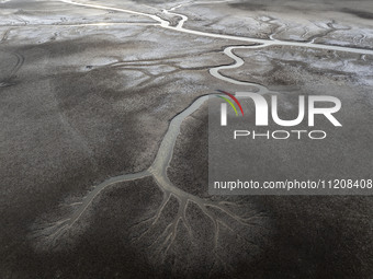 A ''tidal tree'' is snaking like a swimming dragon above the tidal flat at the Yellow Sea wetland in the Dafeng district of Yancheng City, J...