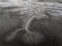 A ''tidal tree'' is snaking like a swimming dragon above the tidal flat at the Yellow Sea wetland in the Dafeng district of Yancheng City, J...