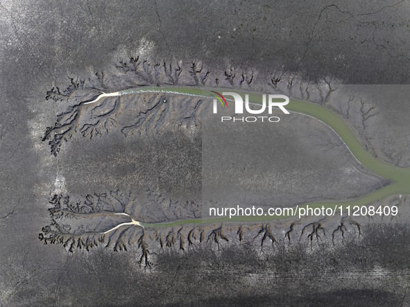 A ''tidal tree'' is snaking like a swimming dragon above the tidal flat at the Yellow Sea wetland in the Dafeng district of Yancheng City, J...