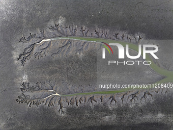 A ''tidal tree'' is snaking like a swimming dragon above the tidal flat at the Yellow Sea wetland in the Dafeng district of Yancheng City, J...