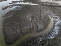 A ''tidal tree'' is snaking like a swimming dragon above the tidal flat at the Yellow Sea wetland in the Dafeng district of Yancheng City, J...